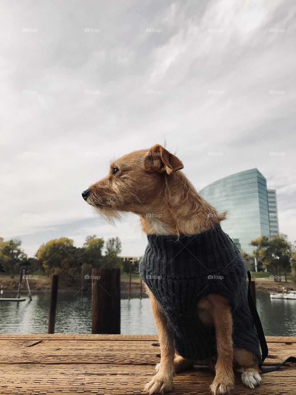 Downtown Dog 