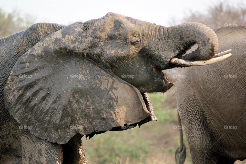 A gentle giant drinking water from watering hole 