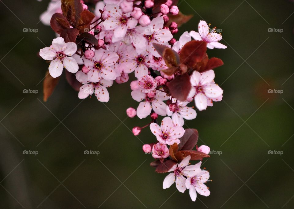 Flower, Nature, No Person, Flora, Branch