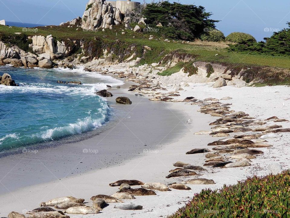 seals on the ocean