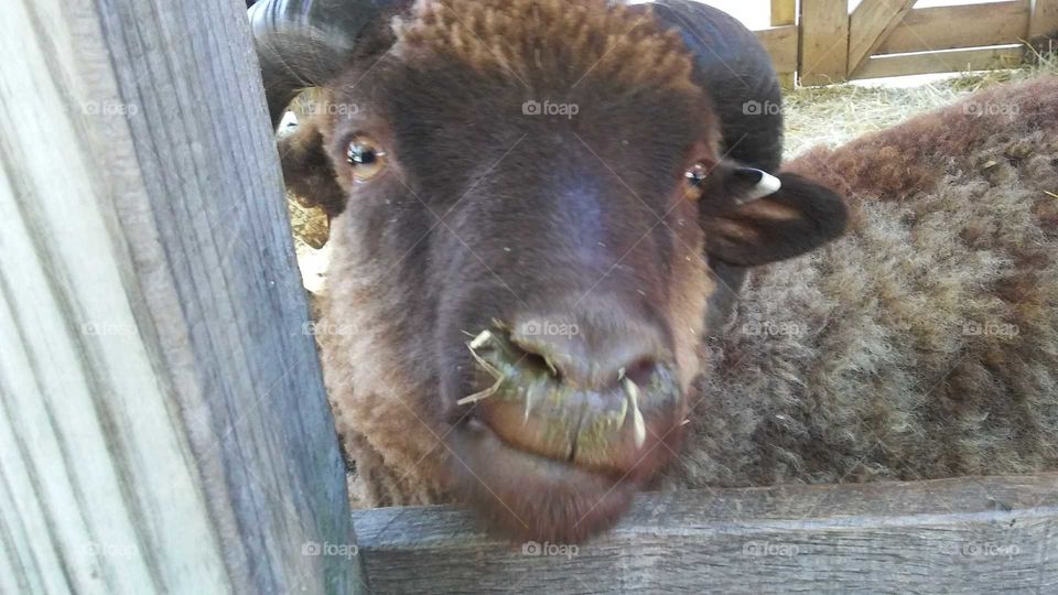 smiling goat