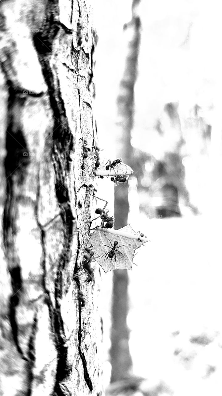 black and white minimalist