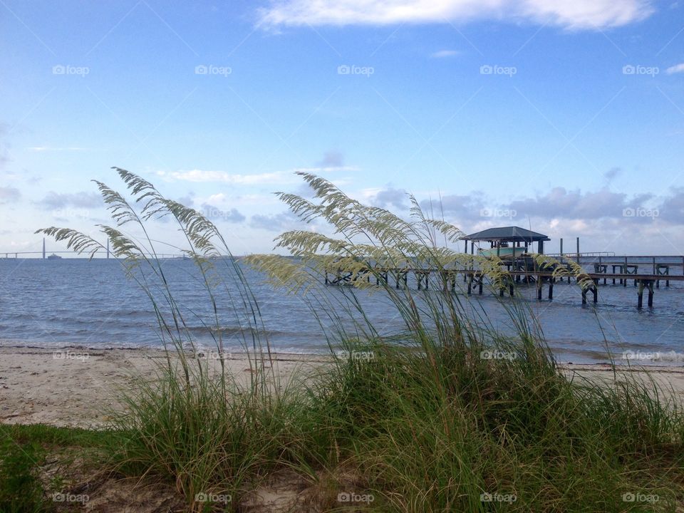 Sea Oats. View from Pete's Park