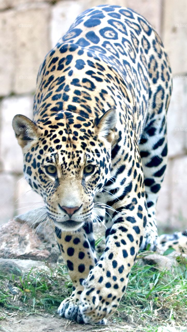 Jaguar 🐆