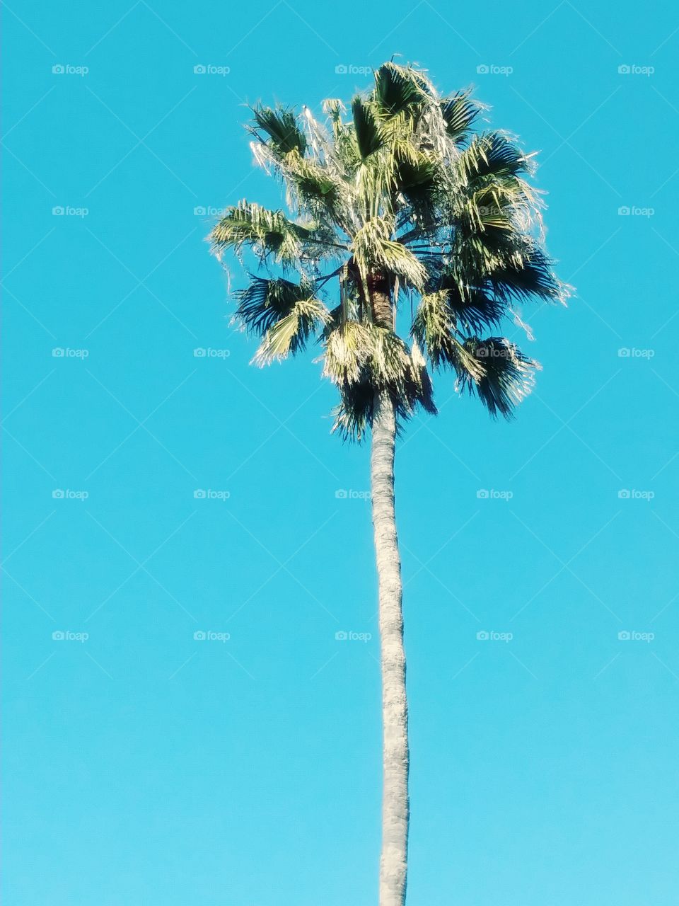 Sky Palm