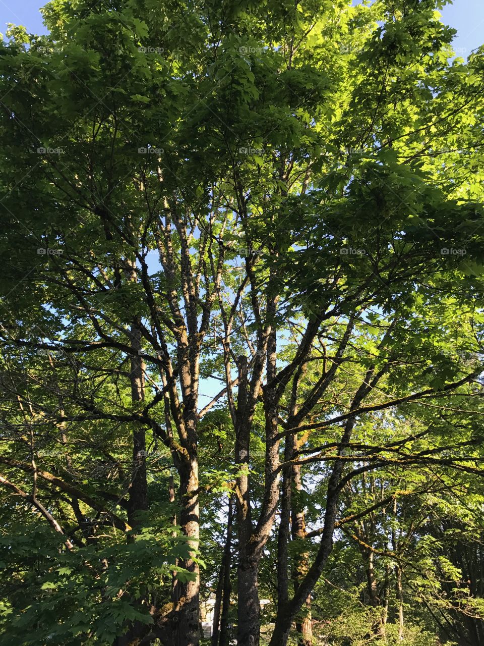 Just a beautiful shot of some trees in the sunshine on a beautiful day in Renton Washington