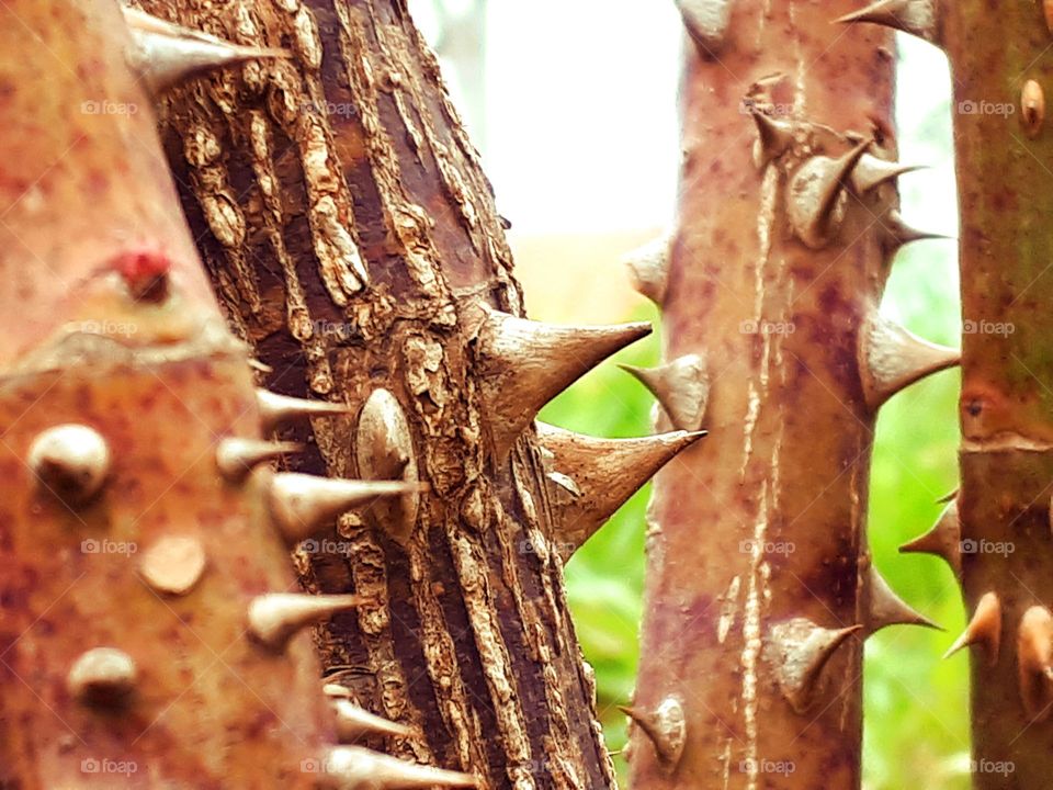 Every rose has thorns, so this branch of rose in garden.