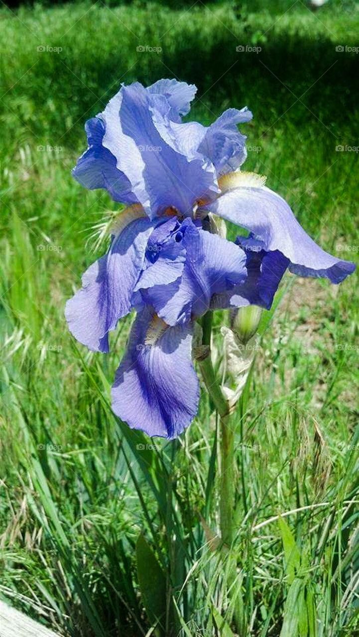 Purple Iris