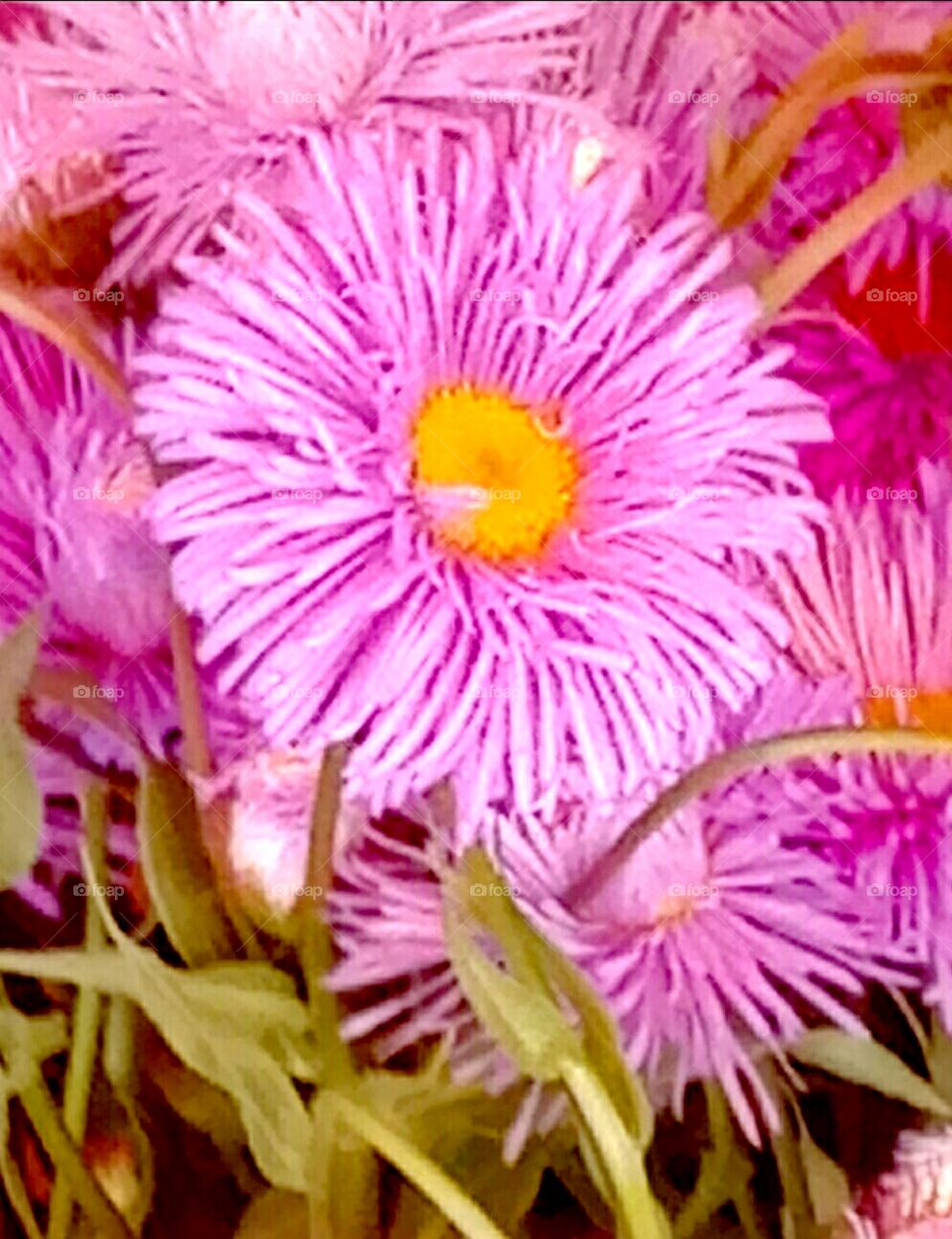 Flower, Nature, Flora, Petal, Floral