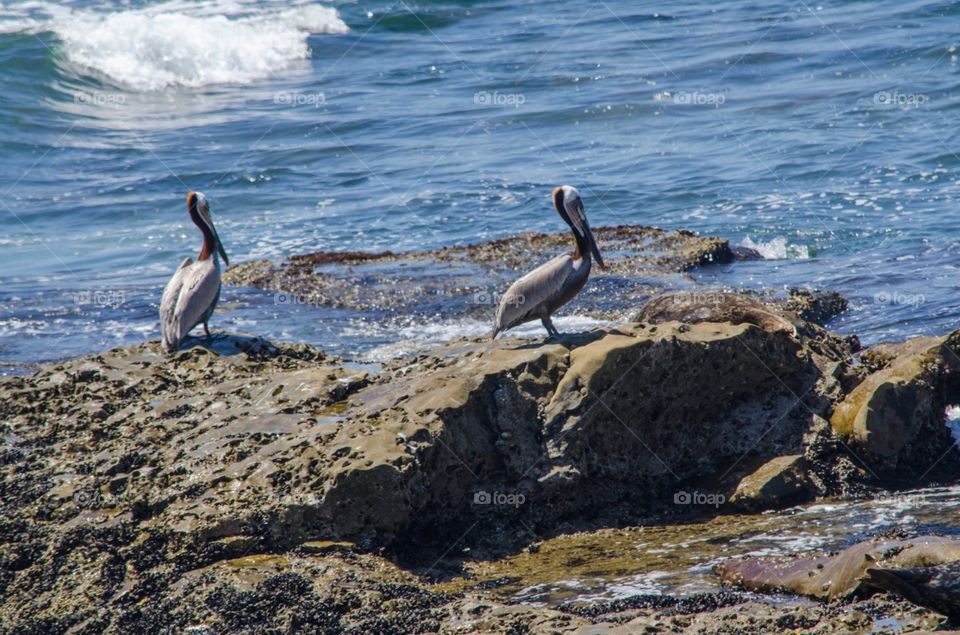 Pelicans La Jolla