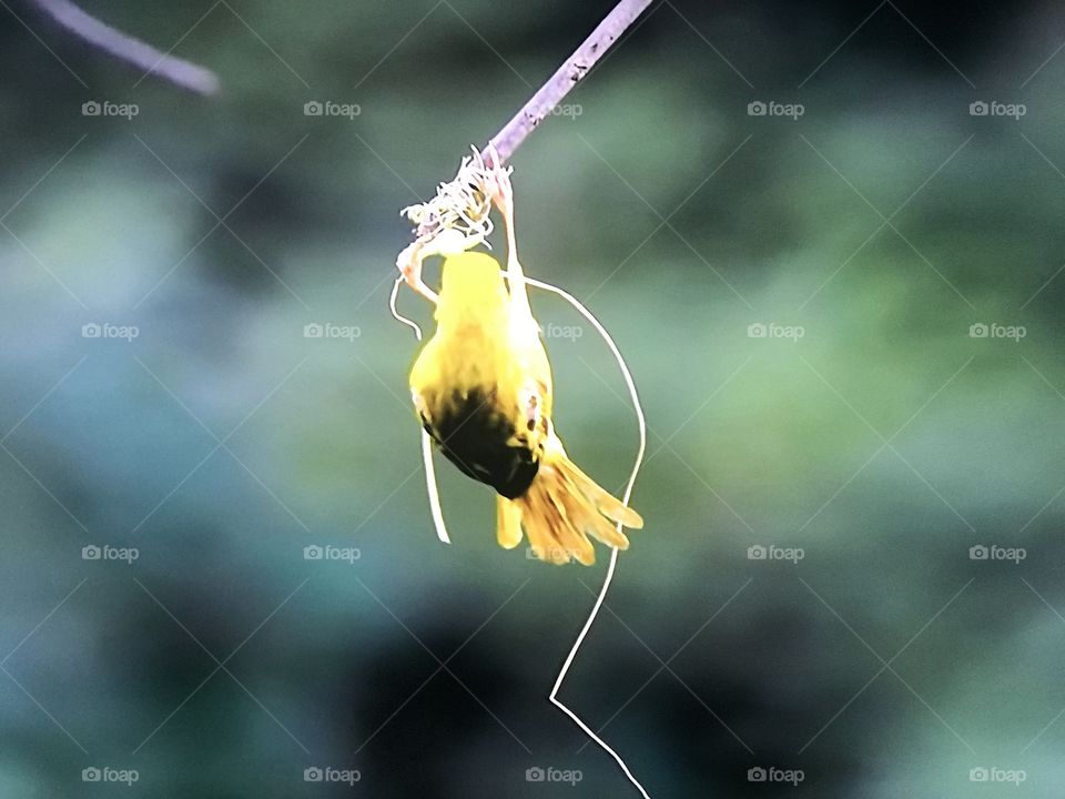 Weaver Bird nesting