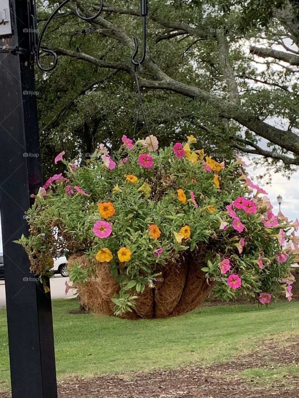 Hanging basket 2