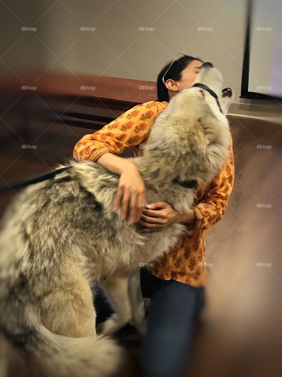 Person petting a white wolf used as an educational ambassador