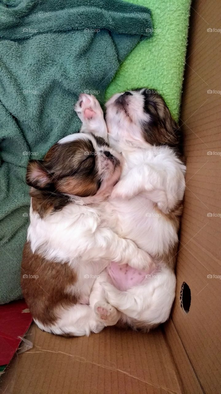 Two puppies lying cuddled together