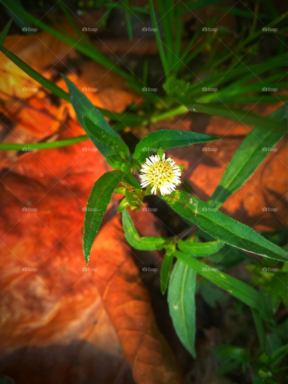 tiny flower again when nature retouches