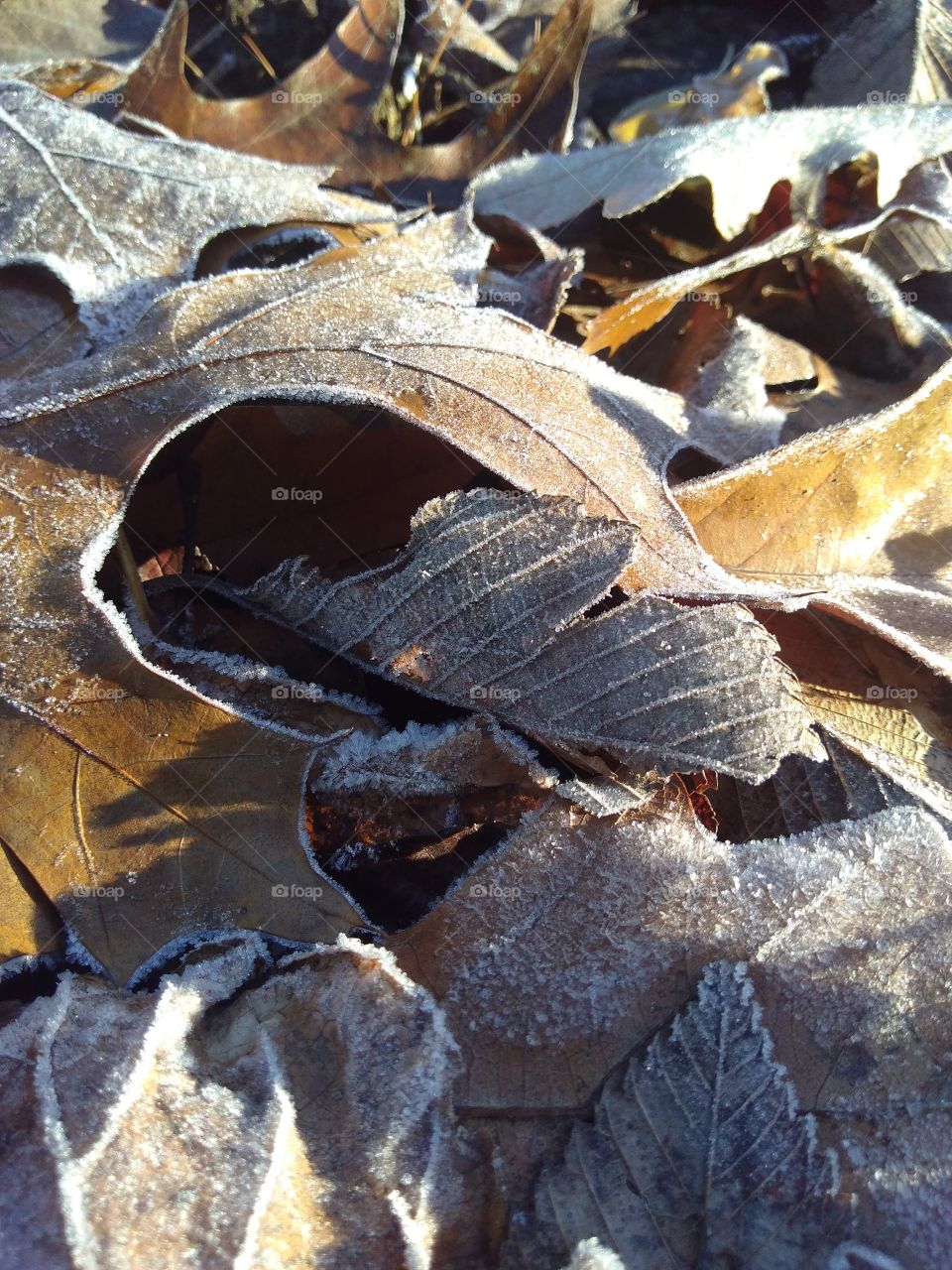 Frozen frosted fall