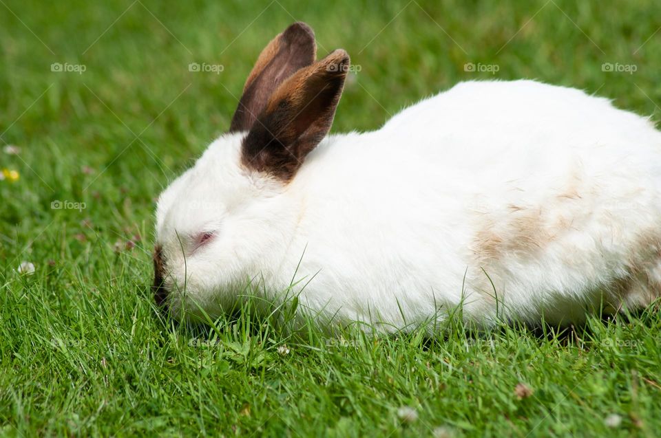 white rabbit with black ears nibbles green grass in the park, year of the rabbit 2023, easter bunny