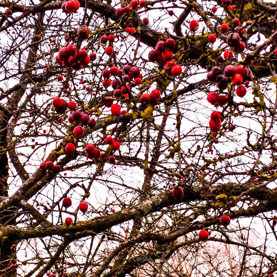 Tree Berry Winter Park