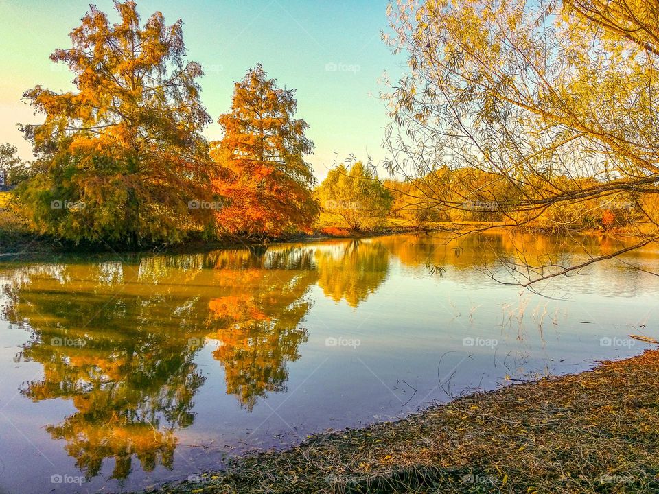 Fall Cypress Trees on the Pond