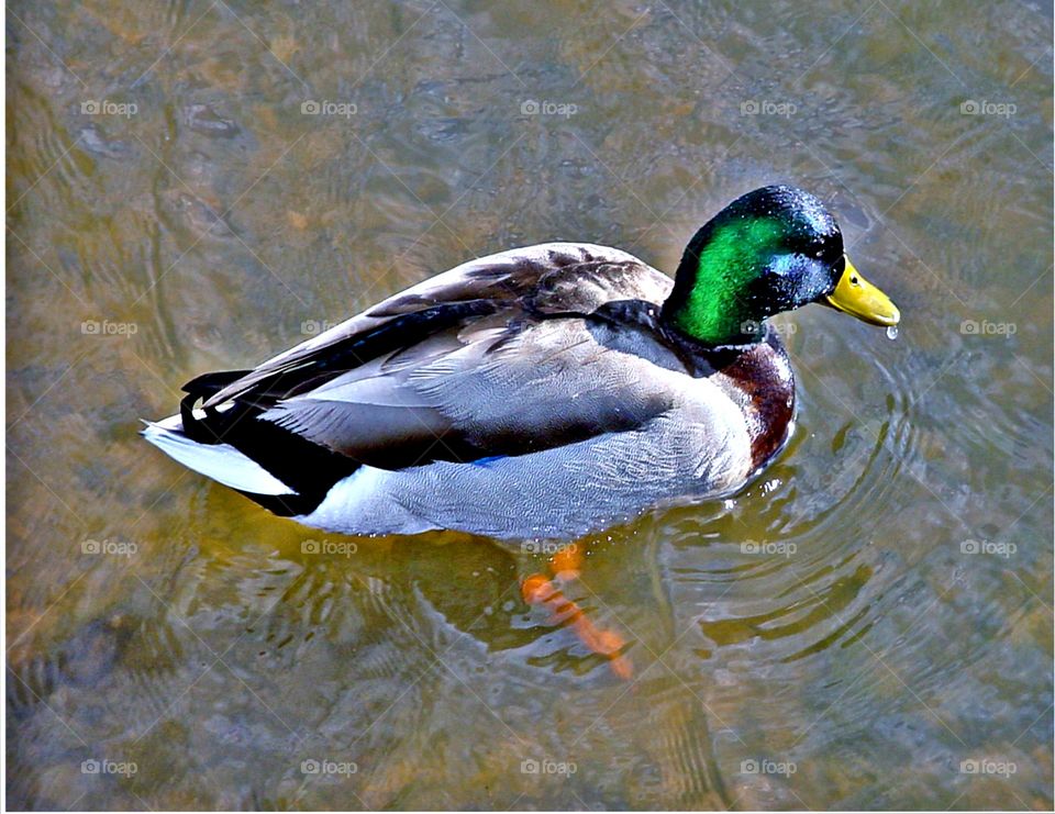 Georgia Ducks