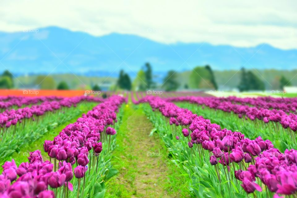 A walk through the Tulips