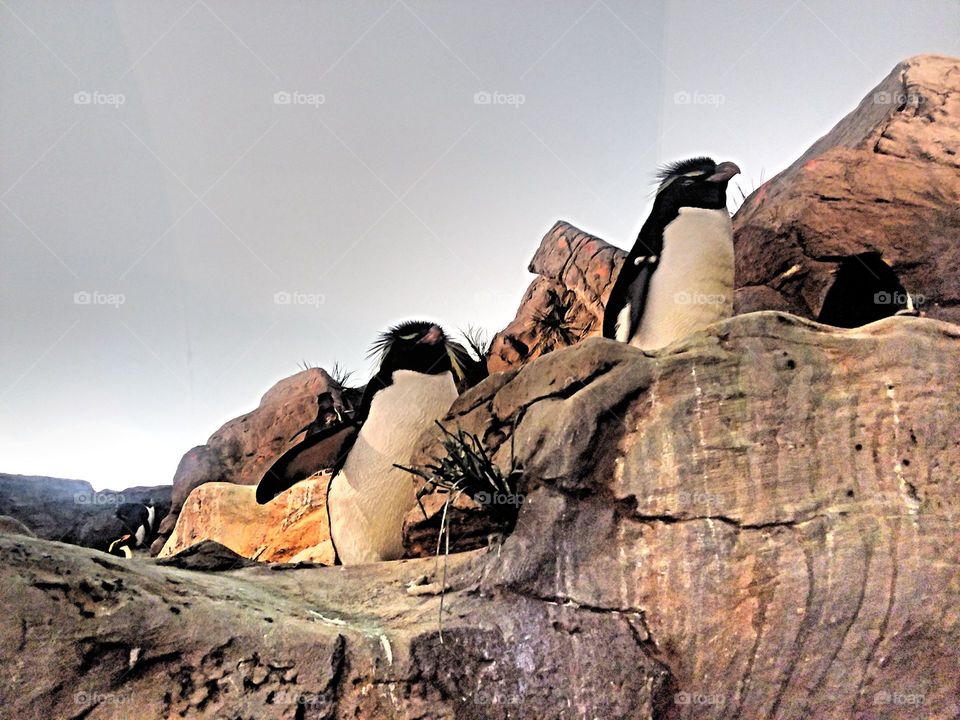 St. Louis Zoo penguins