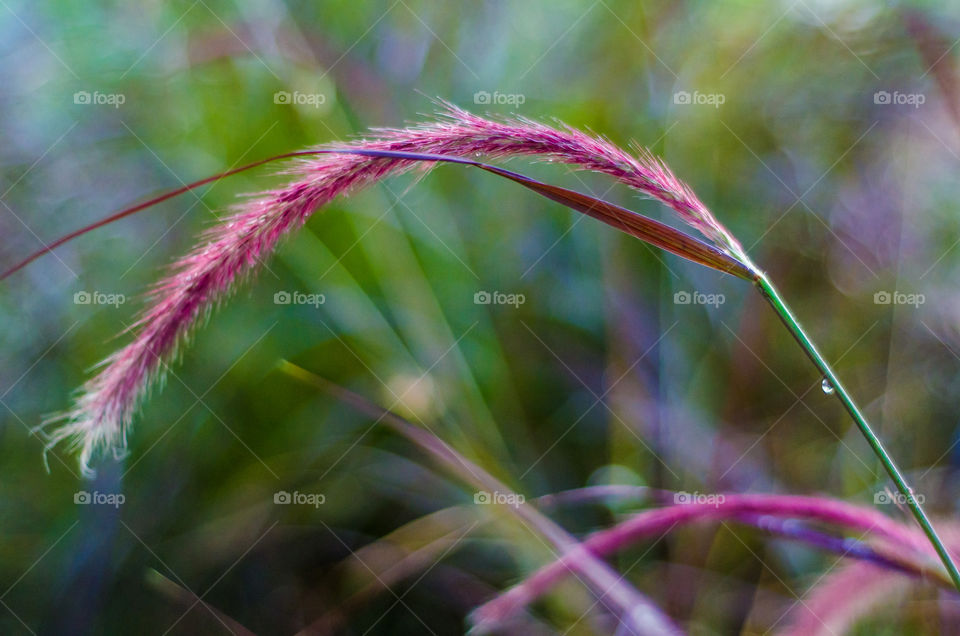Beach grass