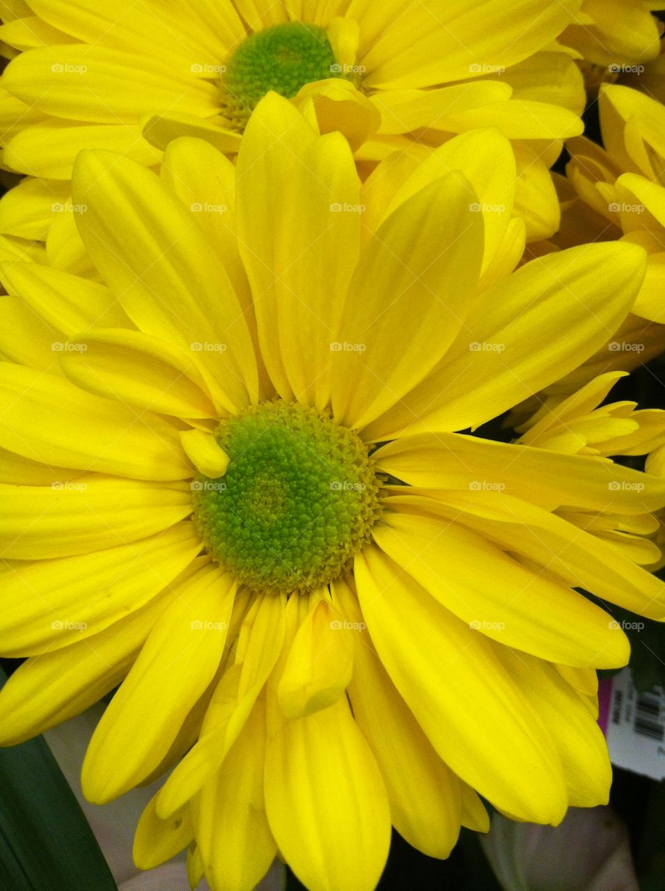 Yellow is my favorite color and it matches my disposition: cheerful and fun to be with, creative, critical of myself, and a perfectionist! Yellow is the best color to create enthusiasm for life and can awaken greater confidence and optimism! I love a challenge, particularly a mental challenge! 