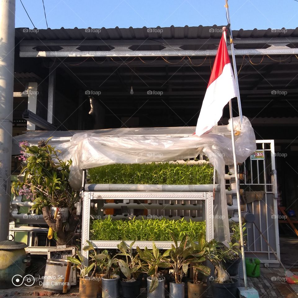 Hydroponic Vegetable