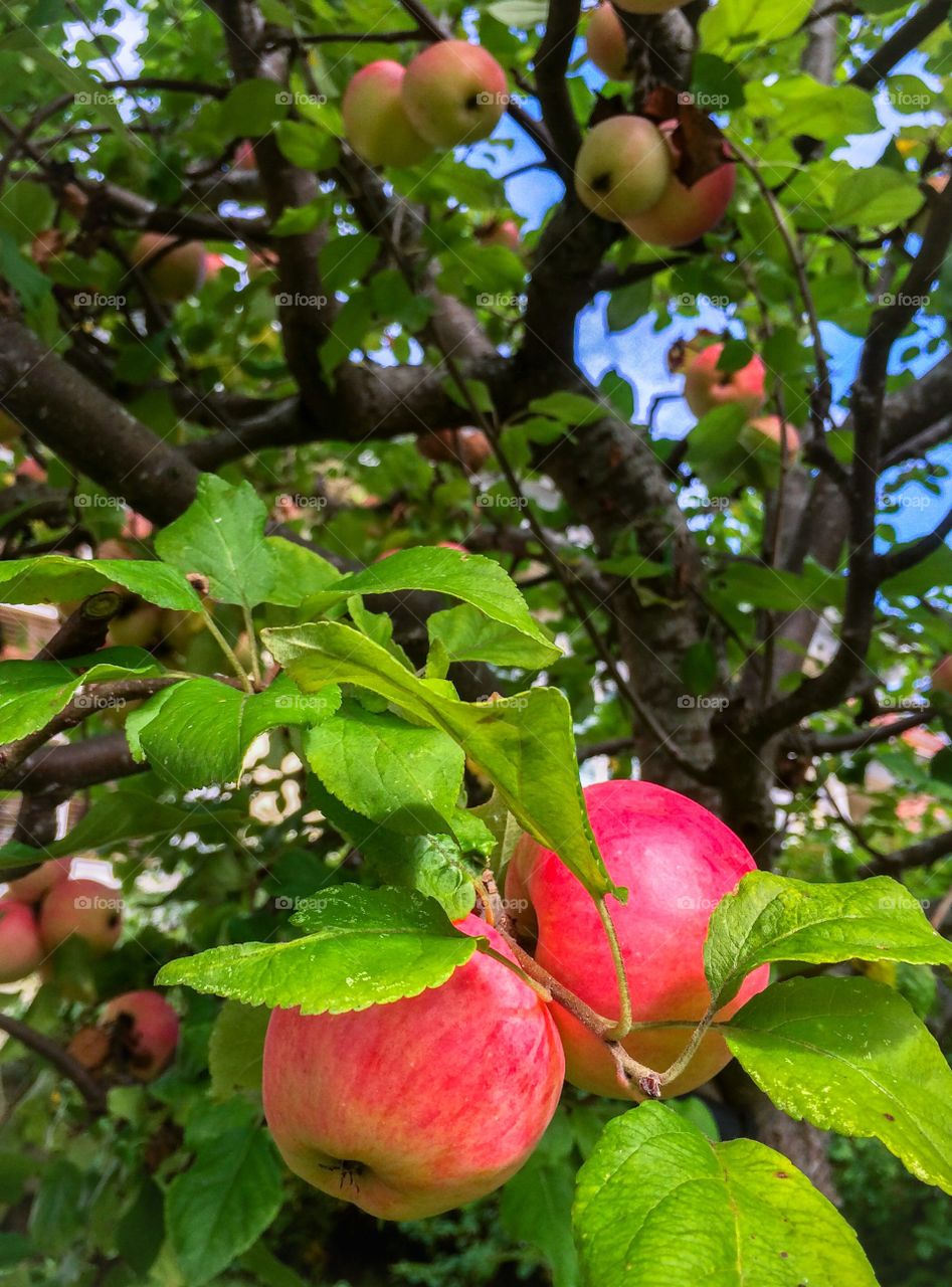 Apple tree