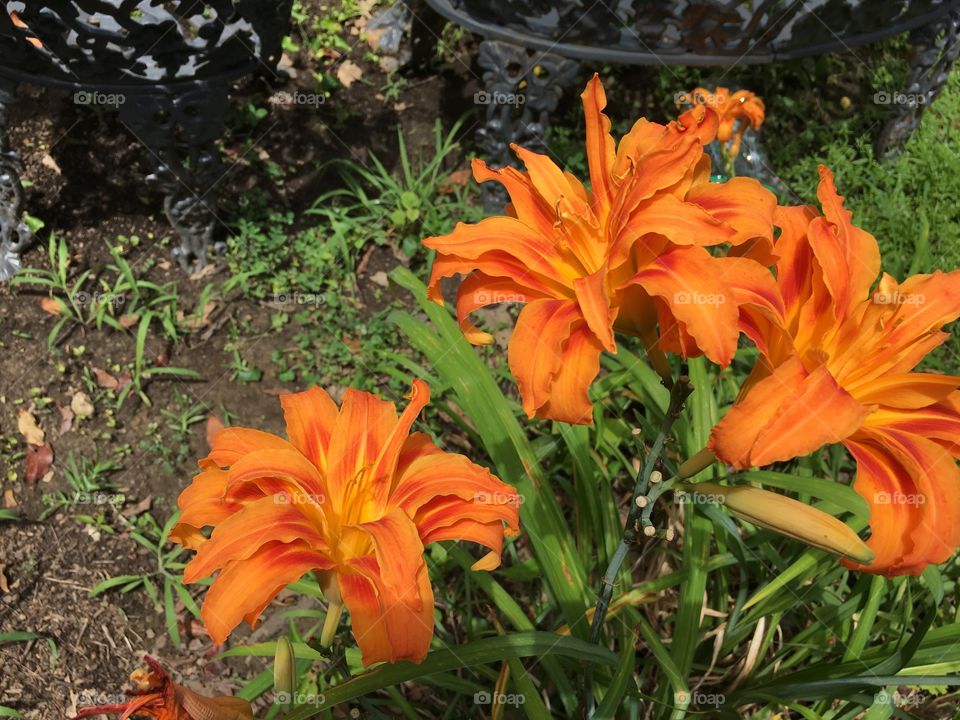 Flower orange