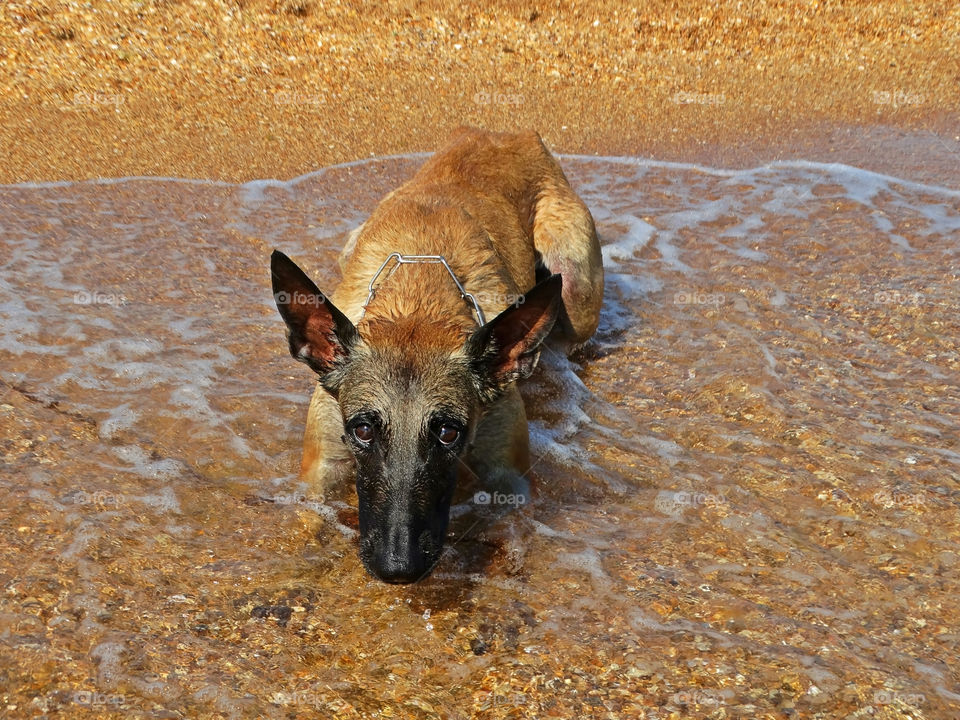 Belgian shepherd malinois dog