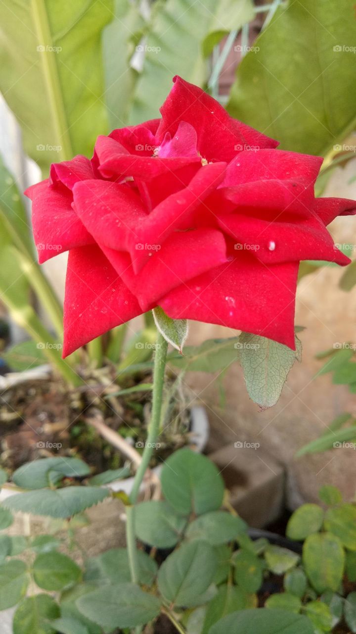 rose