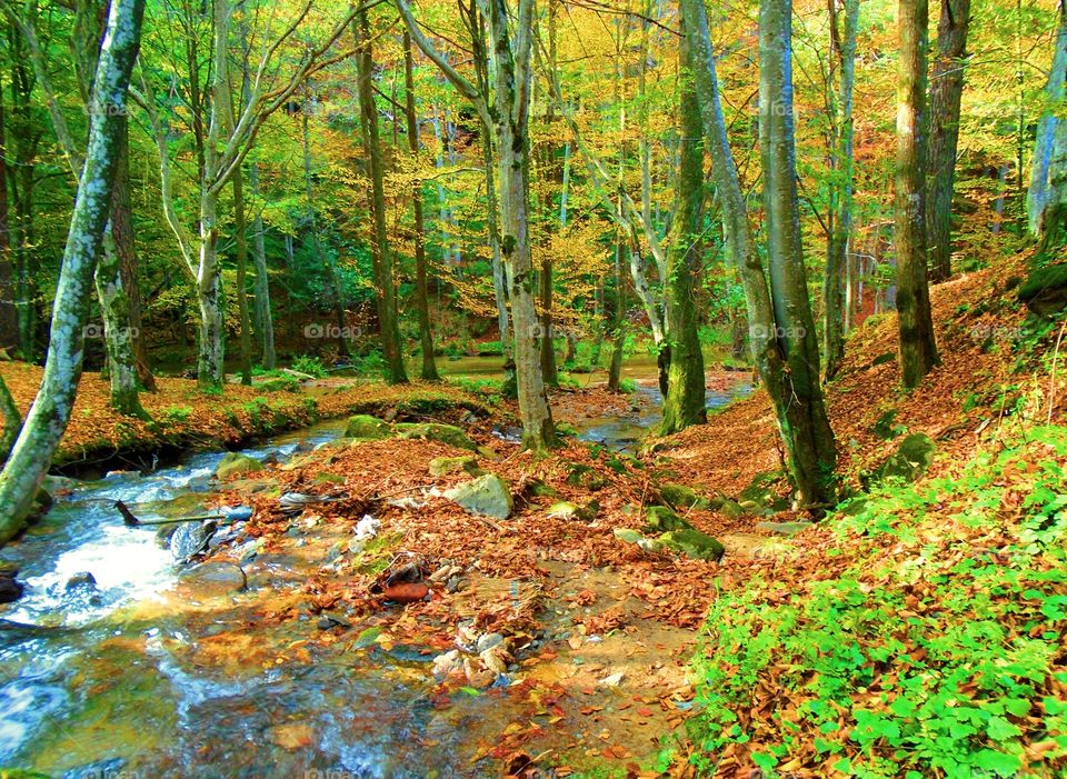 Stream in forest