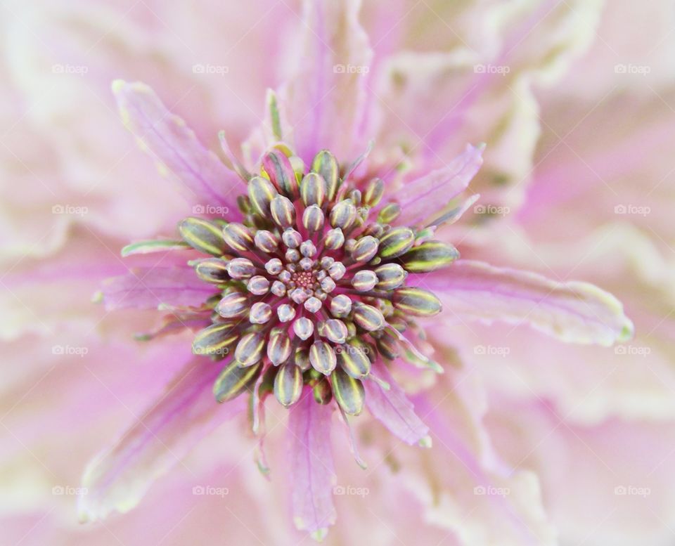 Pink flower (close up)