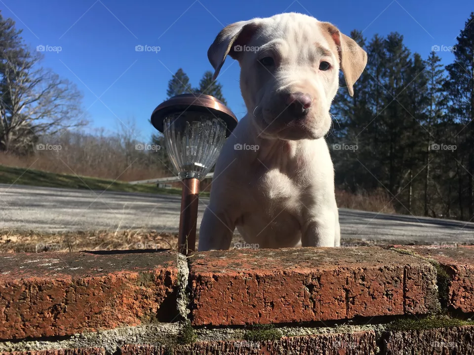 Cute dog