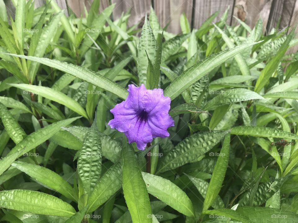Purple Ruellia 