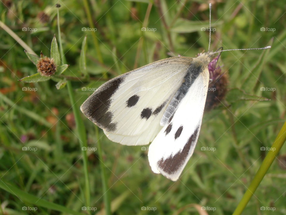 A Black And White Butterfly