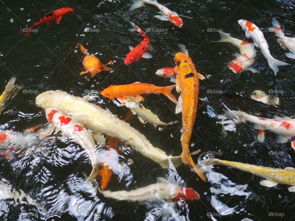 Fancy​ carp​ koi fish​