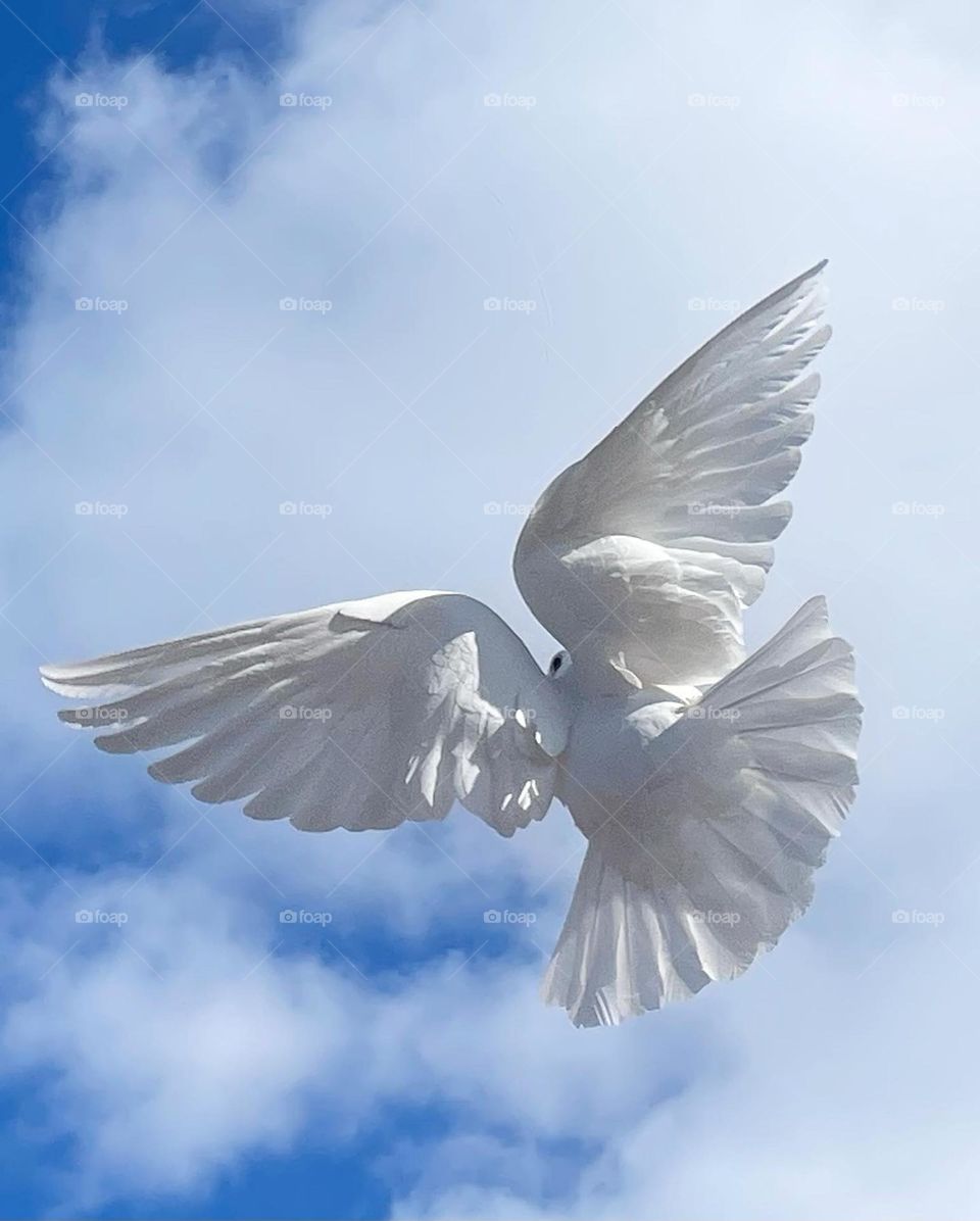 Like no other 🕊️