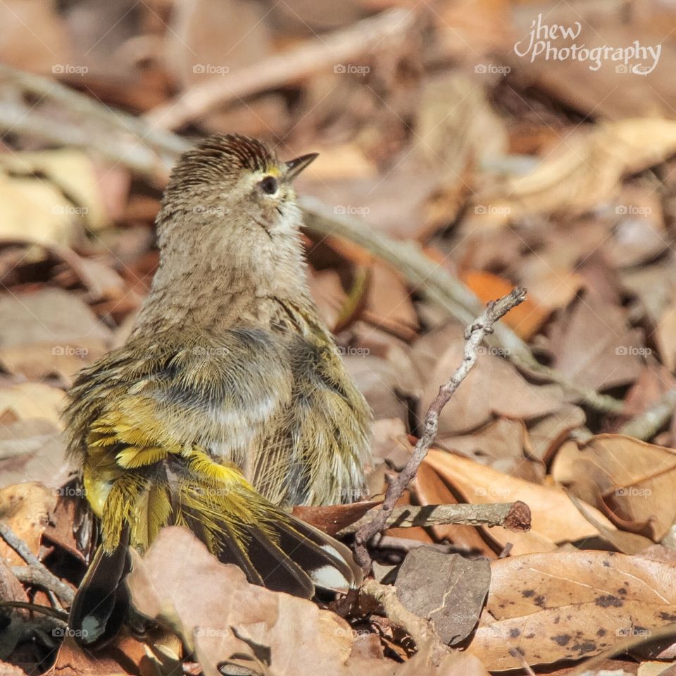 Palm Warbler