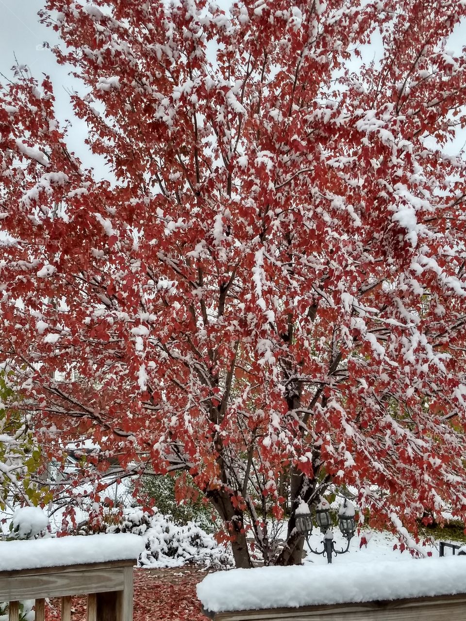 our backyard tree after a snowfall.  Missouri