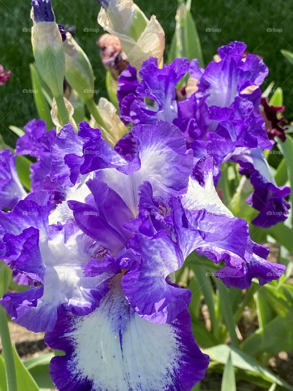 Iris, a real show stopper with ruffled lavender  flowers against a white interior. 