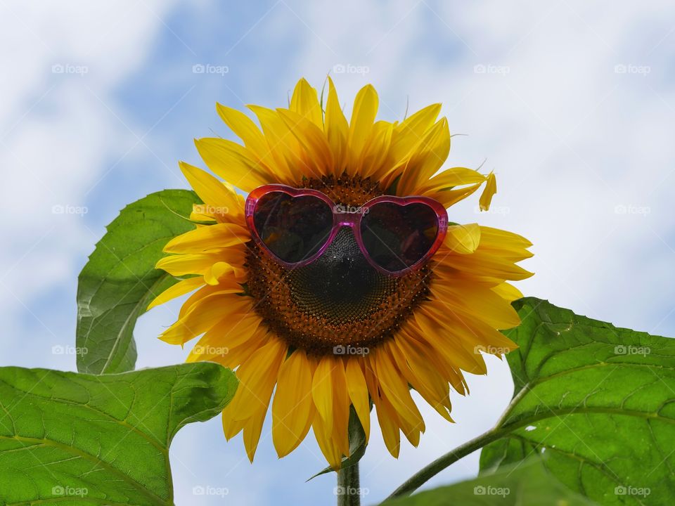 Funny sunflower 😎