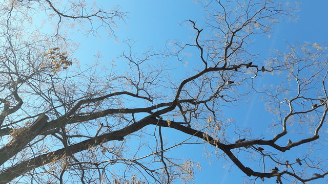 sunny sofia