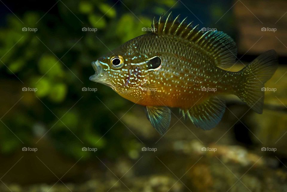 Close-up of a fish swimming in tank