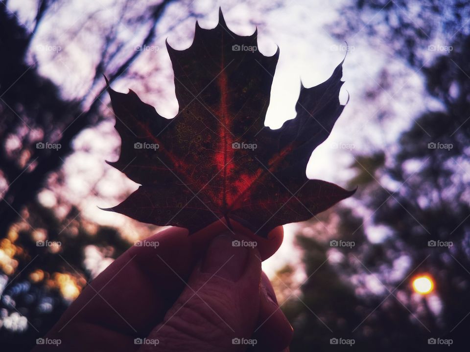 Autumn leaf in human hand