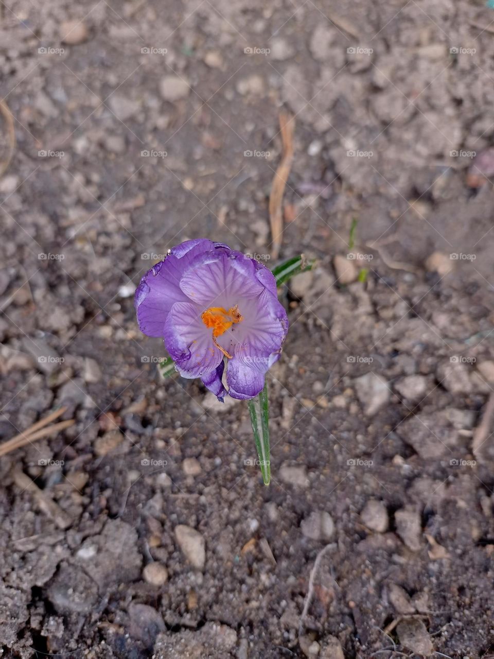 the first spring flower