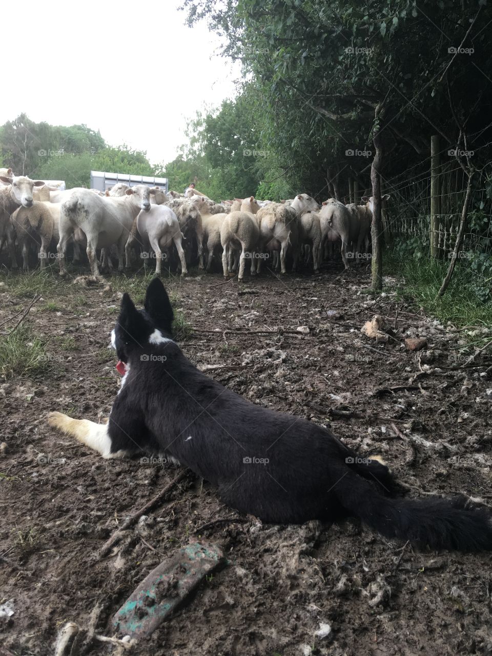 Collie watches her sheep 