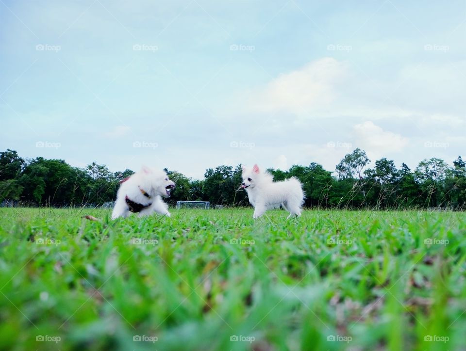 White dogs running in the meadow.